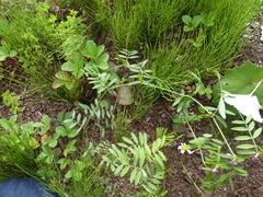 Phytoliriomyza viciae