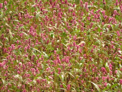 Persicaria segetum