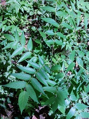 Ailanthus altissima