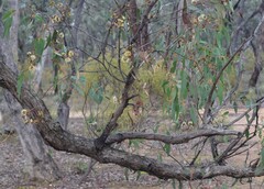 Eucalyptus macrorhyncha