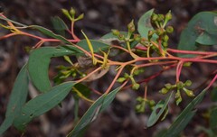 Eucalyptus macrorhyncha