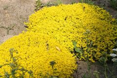 Sedum acre