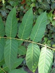Ailanthus altissima