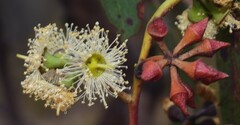 Eucalyptus macrorhyncha