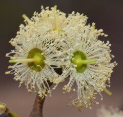 Eucalyptus macrorhyncha