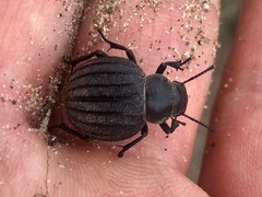 Pimelia bipunctata