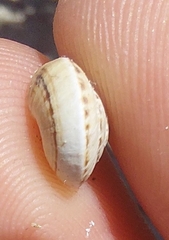 Xerocrassa cretica