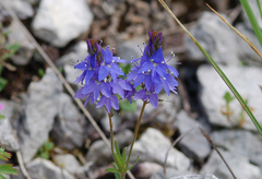Veronica satureiifolia