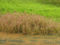 Persicaria segetum