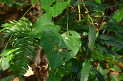 Pericampylus glaucus