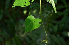 Pericampylus glaucus