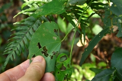 Pericampylus glaucus