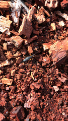 Anisolabis littorea