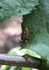 Rhabdomiris striatellus