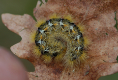 Diacrisia purpurata