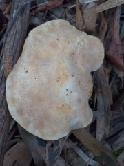 Leucopaxillus eucalyptorum