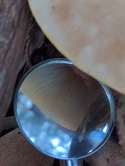 Leucopaxillus eucalyptorum