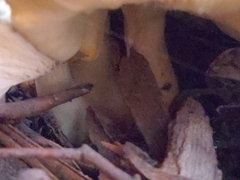 Leucopaxillus eucalyptorum