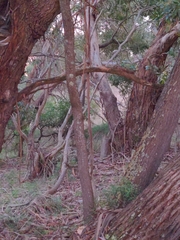 Leucopaxillus eucalyptorum