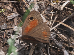 Cassionympha detecta