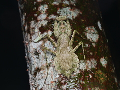 Theopompa ophthalmica