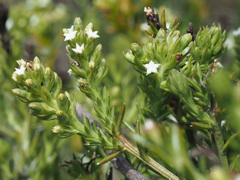Thesium capitatum
