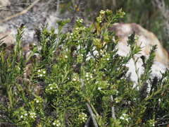 Thesium capitatum