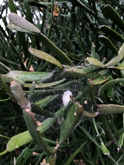 Cyrtophora exanthematica