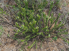 Thesium capitatum