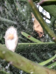 Cyrtophora exanthematica