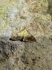 Choristostigma zephyralis