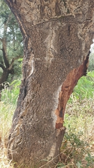 Quercus suber