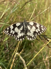 Melanargia galathea
