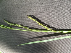 Carex bostrychostigma