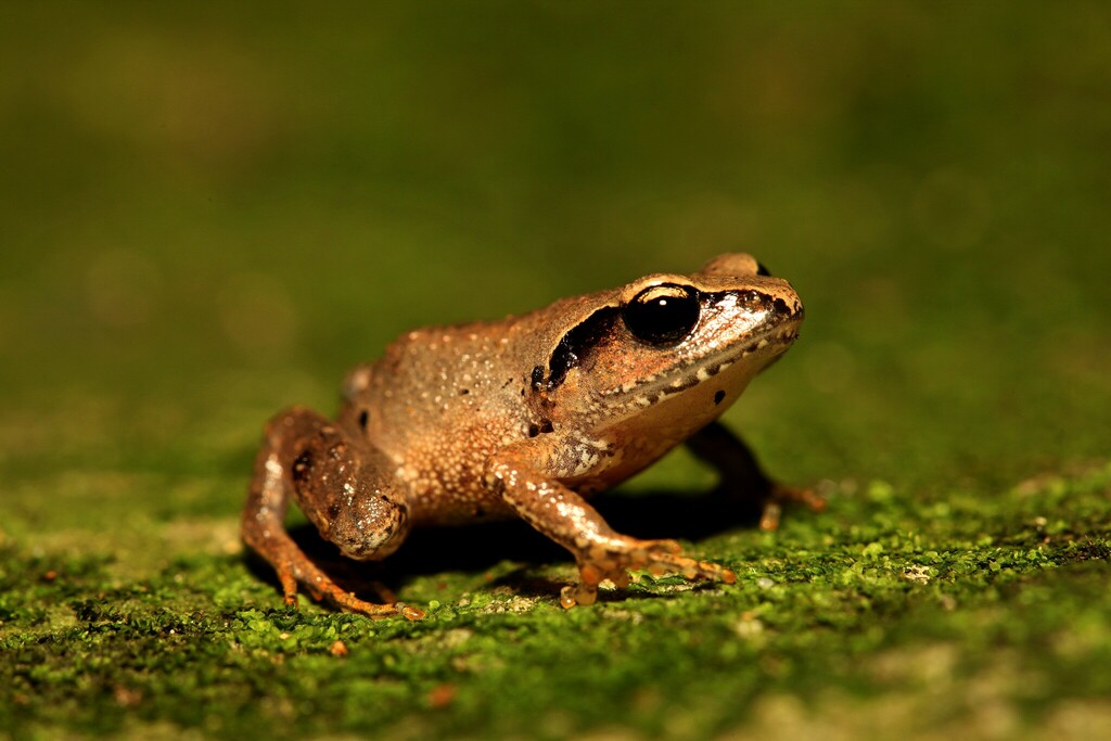 Eastern Cape Squeaker