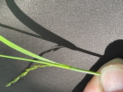 Carex bostrychostigma