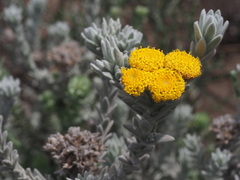 Athanasia pachycephala