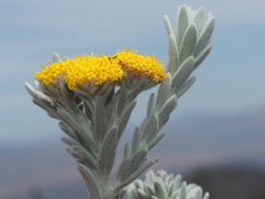 Athanasia pachycephala