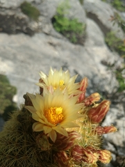 Coryphantha erecta