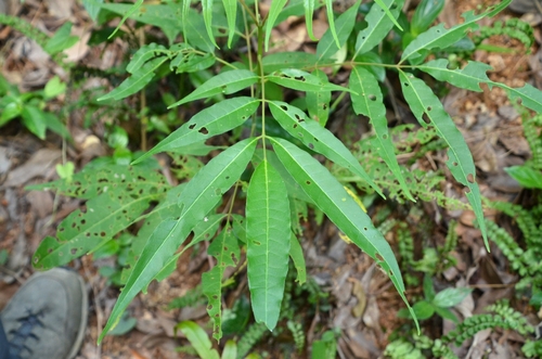 Tetradium glabrifolium iNat (2)
