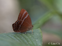 Abisara saturata