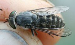 Tabanus maculicornis