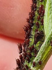 Uroleucon jaceae