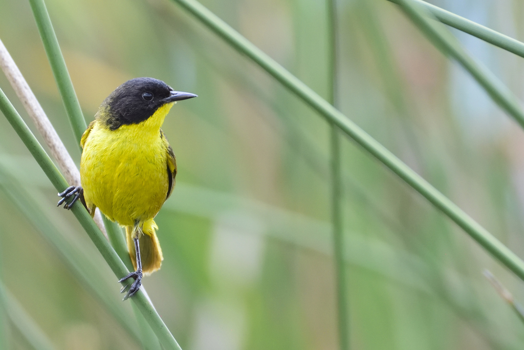 Black-Polled Yellowthroat