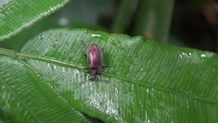 Coleoptera