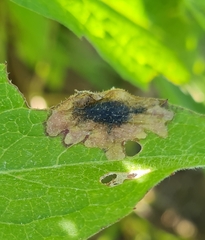 Pseudorchestes pratensis