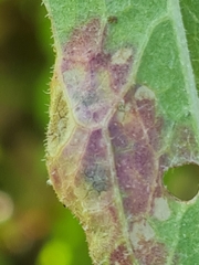 Pseudorchestes pratensis