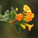 Marmalade-Bush - Photo (c) Mateo Hernandez Schmidt, some rights reserved (CC BY-NC-SA), uploaded by Mateo Hernandez Schmidt
