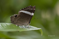 Abisara fylla
