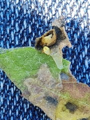 Pseudorchestes pratensis